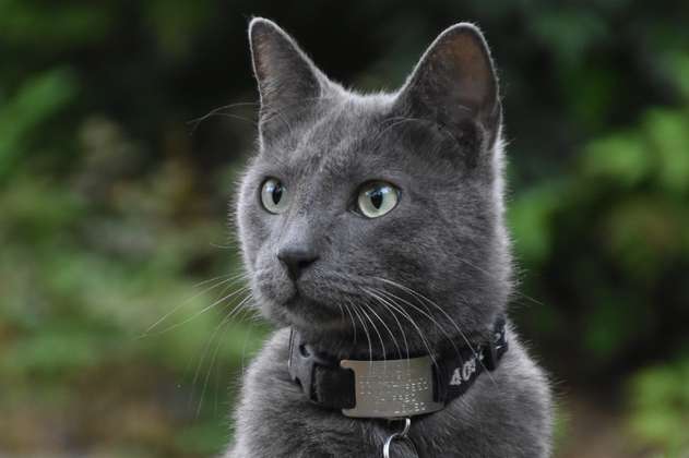 Nombres para gatos grises: 10 ideas que te ayudarán a nombrar a tu minino
