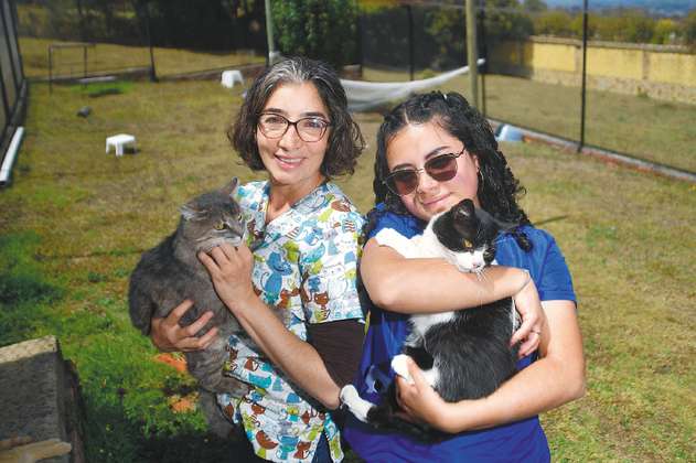 Gatos con leucemia e inmunodeficiencia felina son rescatados gracias a un refugio en Boyacá
