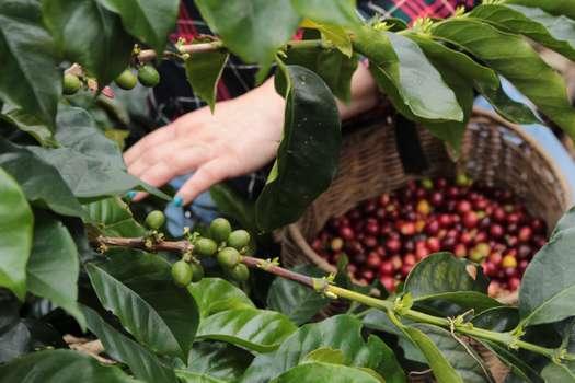 En Colombia el total de hectáreas sembradas de café es de 842.400, en 658.525 fincas cafeteras.