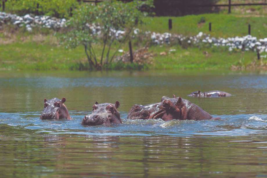 Hipopótamos.