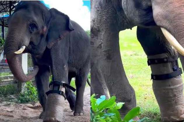 (Video) Chhouk, el elefante mutilado que volvió a caminar gracias a una prótesis