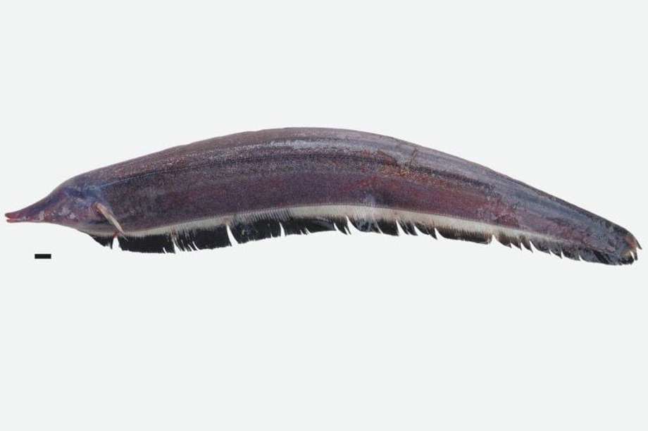 Imagen de la especie de pez eléctrico 'Sternarchorhamphus muelleri'.
