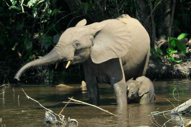 Dos especies de elefantes, en peligro de extinción 