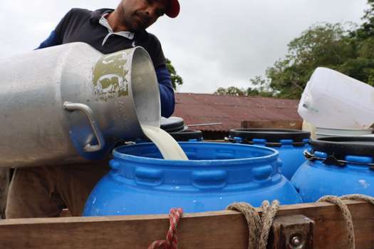 Ordeñar tiene su ciencia: así avanza la producción sostenible de leche en el Caquetá