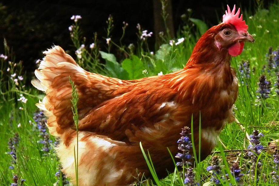 Las gallinas esconden grandes secretos. Aquí te contamos 5 curiosidades de estas aves.