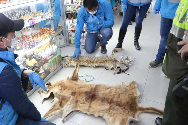 Más de 1.400 animales silvestres fueron sacrificados para elaborar productos de brujería en Bogotá