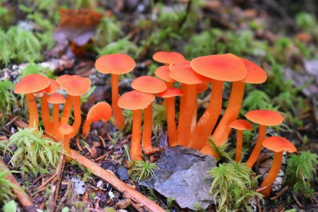 Una microdosis de hongos mágicos podría aumentar la creatividad, según estudio