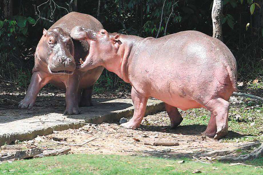 En 1981, Pablo Escobar trajo cuatro  hipopótamos a su finca, la hacienda Nápoles, ubicada en Puerto Triunfo. / AFP- Raúl ARBOLEDA
