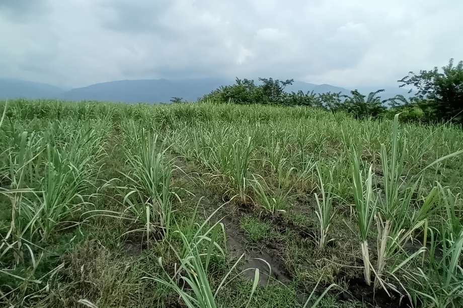 En un cultivo de caña en el Valle del Cauca, Colombia, las plantas no crecen hasta su altura usual. Se cree que es debido a la presencia de hidrógeno en el subsuelo sobre el que están cultivadas.