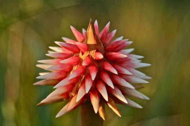 Flor de Inírida: cuidados y características de la flor eterna de la Amazonía