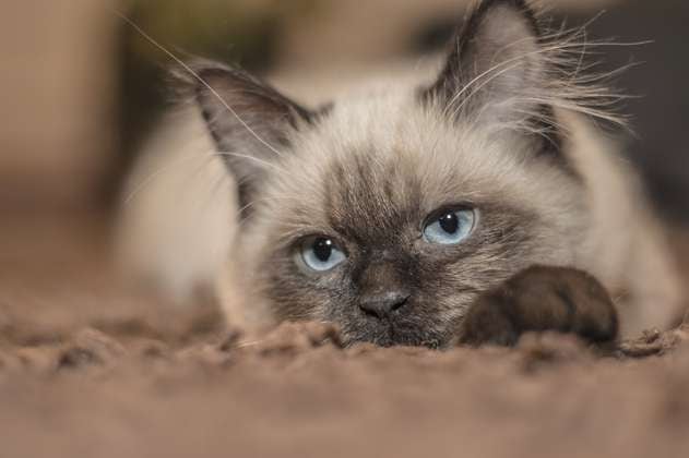 Esterilización para gatos: 5 consejos para cuidar a tu mascota en casa