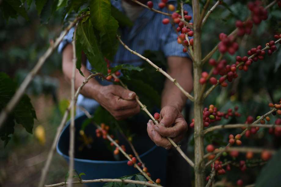 A octubre, las exportaciones de café alcanzaron US$3.748 millones, 36,7 % más que en el mismo periodo de 2021. 