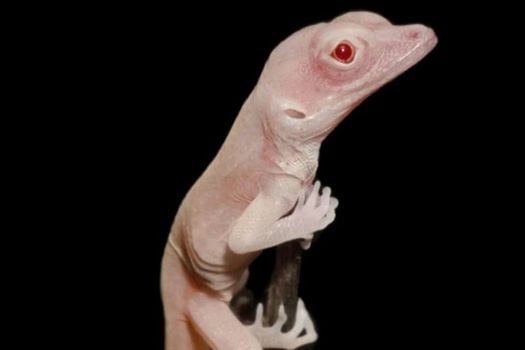 Imagen de una cría de lagarto albino. 
 / / Doug Menke - Tomada de SINC
