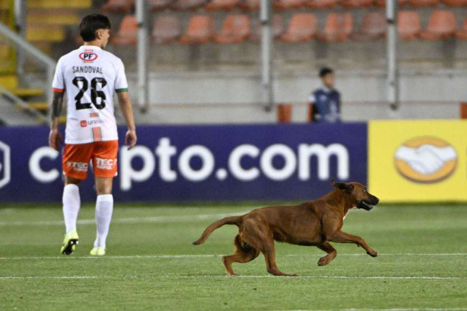 Un perro ingresó a la cancha del duelo entre Cobresal vs. Barcelona de Ecuador. Momentos después, el equipo local anotó un gol.