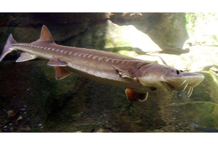 Los esturiones son una especie de peces que vive en aguas frías a templadas.