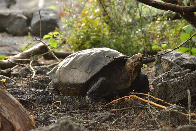 Confirman vida de una tortuga de Galápagos que se creía extinta hace 116 años