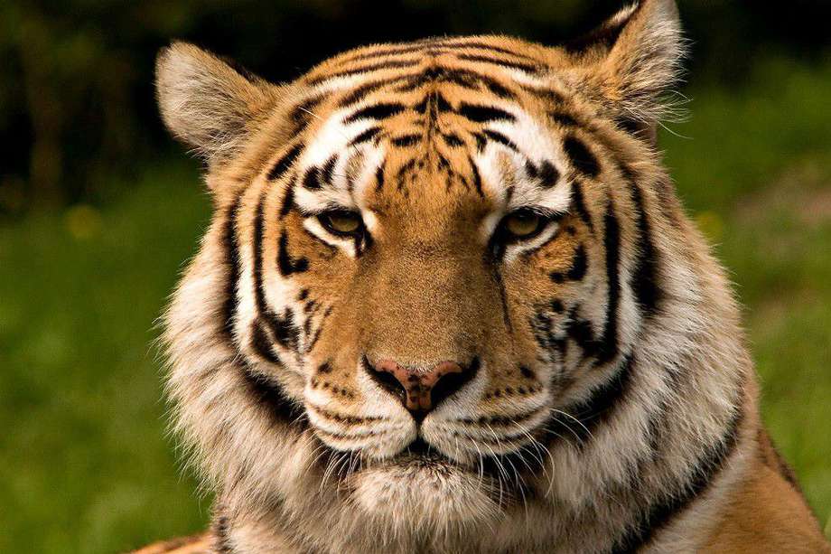 Este 29 de julio se celebra el Día internacional del tigre.
