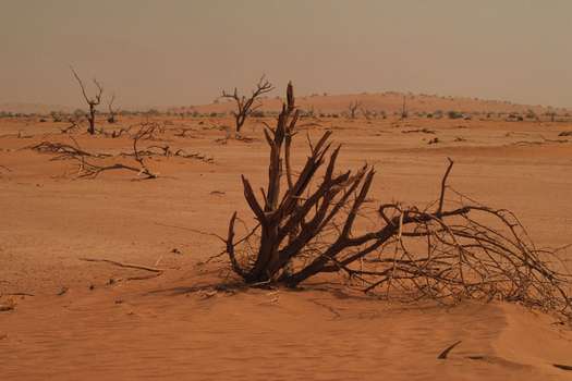 Bosques de acacias destruidos por sequías y desertificación en Mali, África Occidental. Este ecosistema es uno de los más amenazados en el mundo, según la UICN.