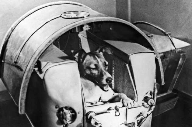 Laika y otros animales que viajaron y murieron en el espacio, ¿era necesario?