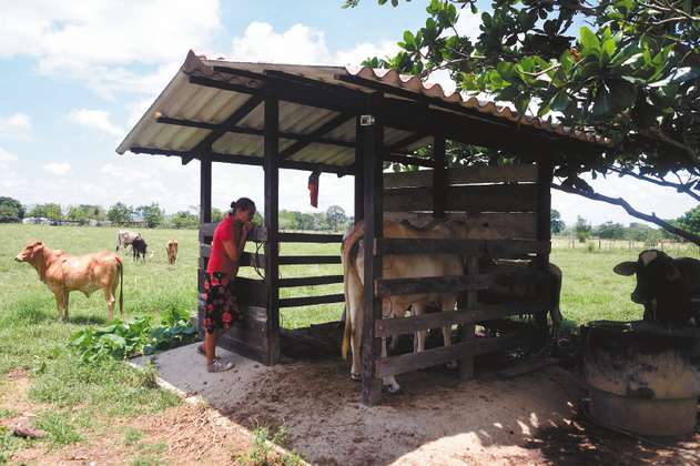 Víctimas de despojo en Tulapas reclaman tierra que hoy está sembrada con teca