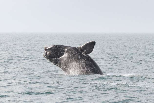 Esta ballena tiene los testículos más grandes del reino animal, ¿cuánto pesan?