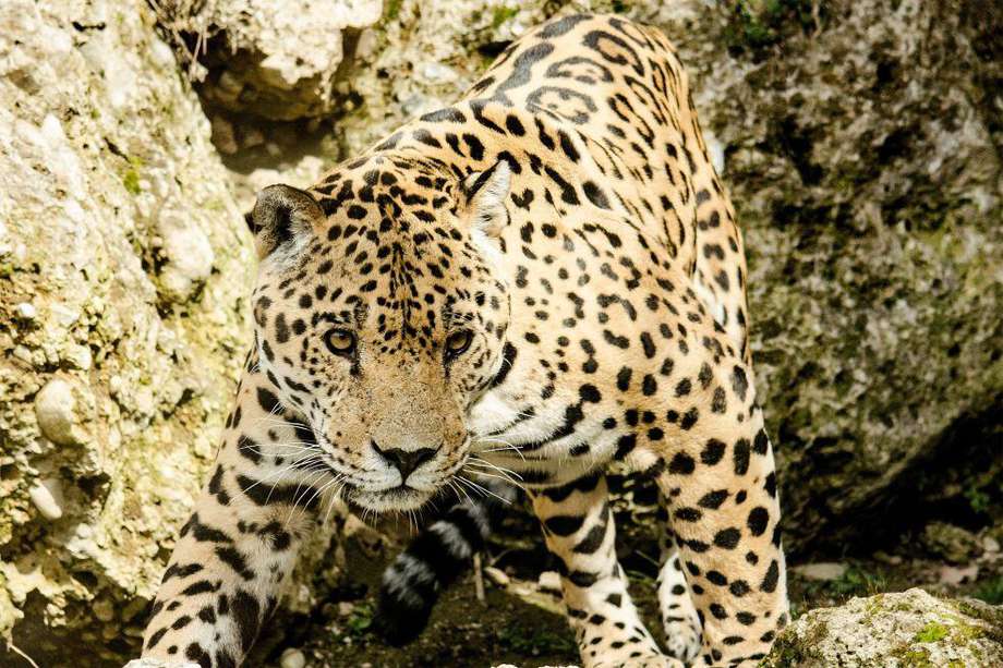 De acuerdo con la WWF, el jaguar se encuentra en la categoría de especie “casi amenazada” de la Lista Roja de la Unión Internacional para la Conservación de la Naturaleza (UICN). 