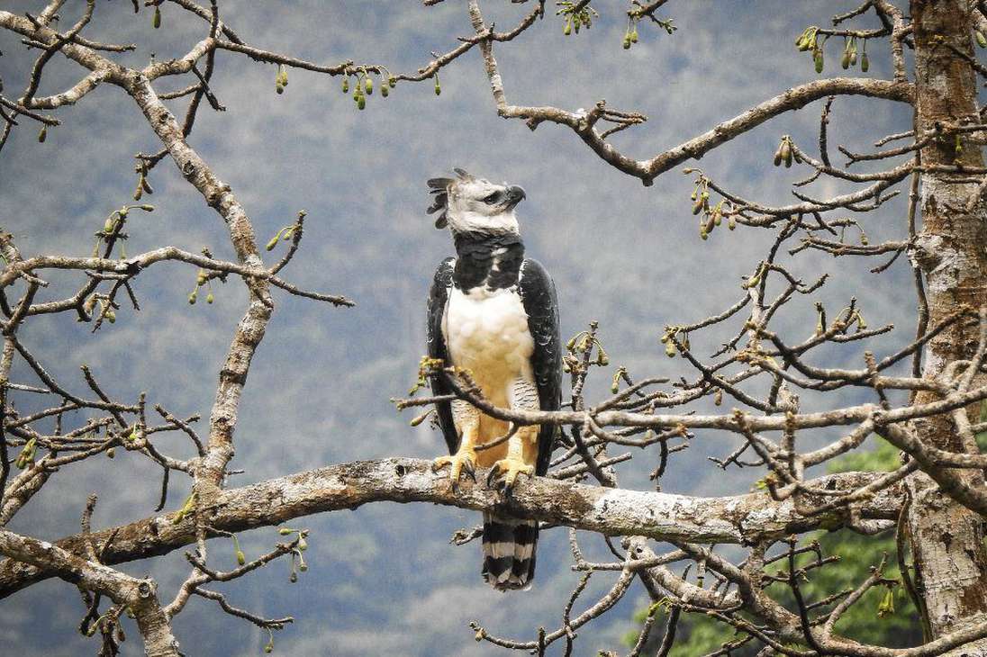 Durante las expediciones científicas, los investigadores descubrieron una especie de ave nueva para Colombia.