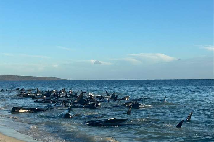 Rescatan 100 ballenas varadas en una playa de Australia. Otras 29 murieron