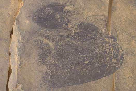 Uno de los fósiles encontrados en Burgess Shale, en Canadá.