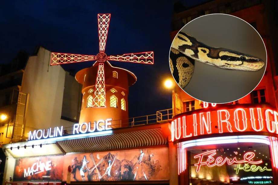 El Moulin Rouge anunció que dejará de realizar espectáculos con serpientes pitón.