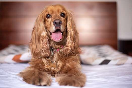 Si su perro suelta más pelo de lo normal, es importante que lo lleve a un veterinario. Puede tratarse de un serio problema de salud. 