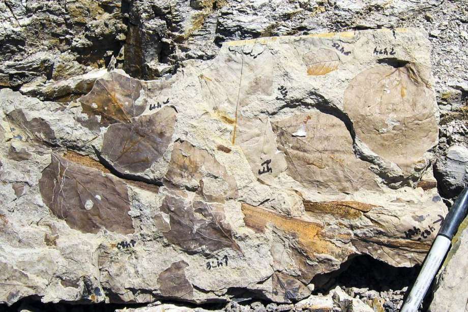 Estos fósiles son de hojas del Paleoceno temprano encontradas en Montana.