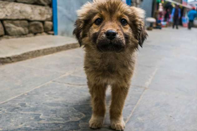  Matan a perros callejeros para "limpiar" ciudades rusas donde se jugará Mundial 2018