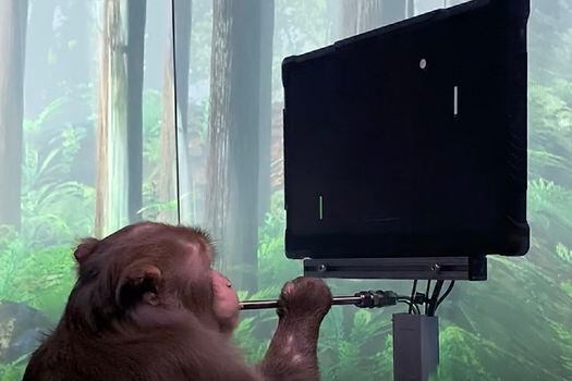 Elon Musk aseguró que el mono "está jugando al literalmente al videojuego de forma telepática usando un chip cerebral".