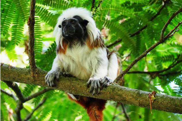 Dos mil nuevas hectáreas para proteger al mono tití en el Caribe