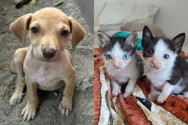 ¿Cómo ayudar a los perros y gatos en Cartagena?