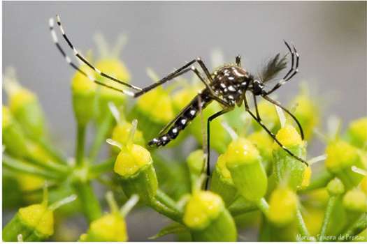 Imagen del mosquito aedes aegypti. / / Flickr - Marcos Teixeira de Freitas