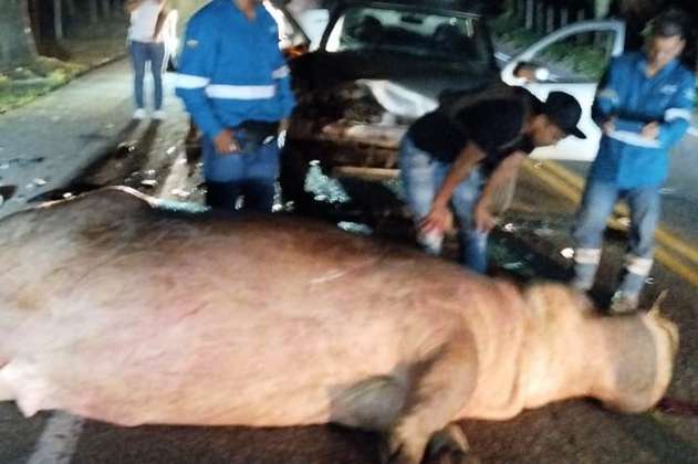 Hipopótamo causa otro accidente en Puerto Triunfo, Antioquia