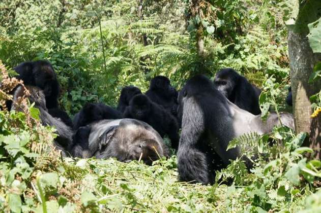 Los gorilas también velan a sus muertos (video)