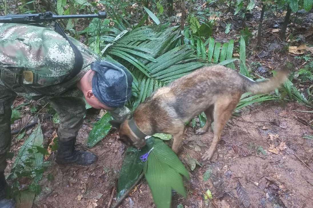 Aunque los menores fueron hallados, Wilson, el perro que buscaba a los niños en la selva, no aparece. El animal fue quien ayudó a encontrar una de las pistas claves que determinarían que los menores seguían con vida.