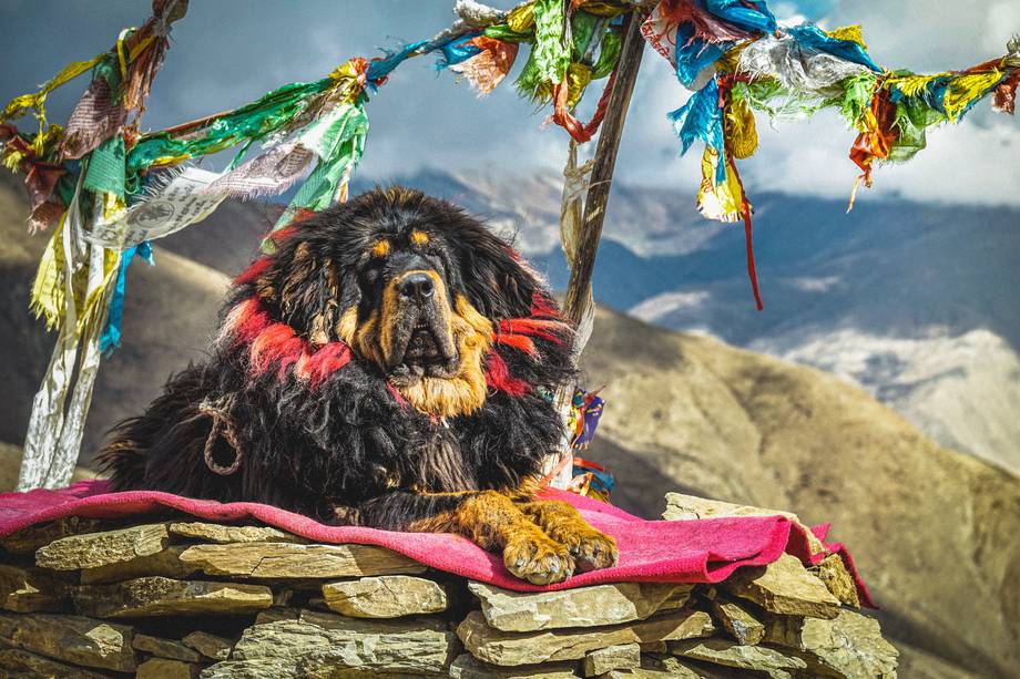 Los mastín tibetano son una raza de perro muy codiciados. 