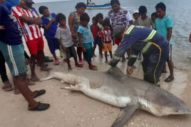 Indignación por caza de un tiburón en playa de Uribia, La Guajira