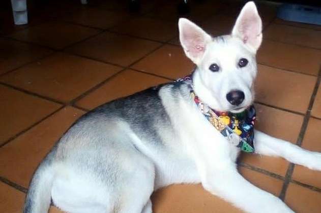 Archie, el perro que, al parecer, murió envenenado por su vecino en Villavicencio