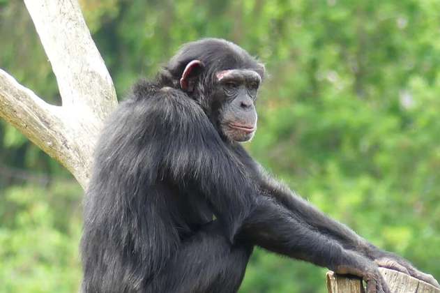 Registran el primer caso de chimpancés comiendo cangrejos