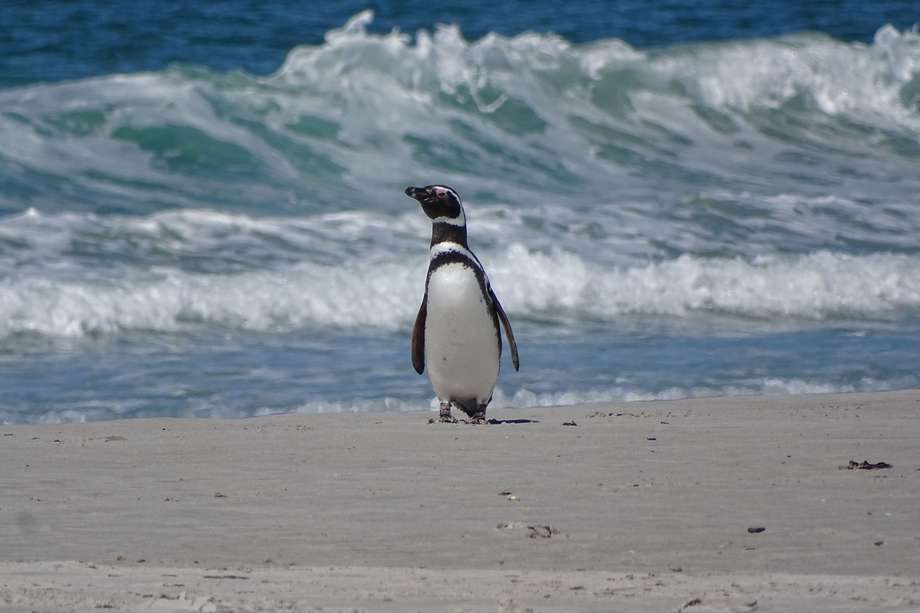 El pingúino de Magallanes se reproduce en las costas del sur de Argentina y migra durante el invierno hacia Brasil. 