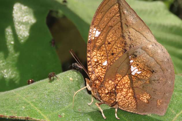 La vereda de Putumayo donde pueden verse cerca de 299 especies de mariposas