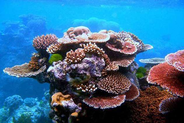 Cambio climático destruye la mitad del mayor arrecife de coral de Japón