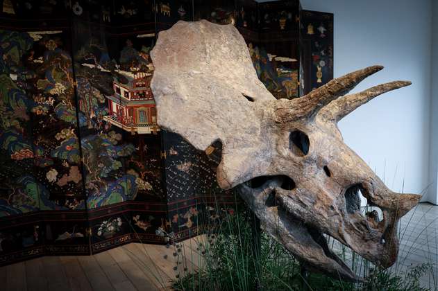 Subastan en Francia un cráneo de triceratops y una guitarra de la época de Luis XI