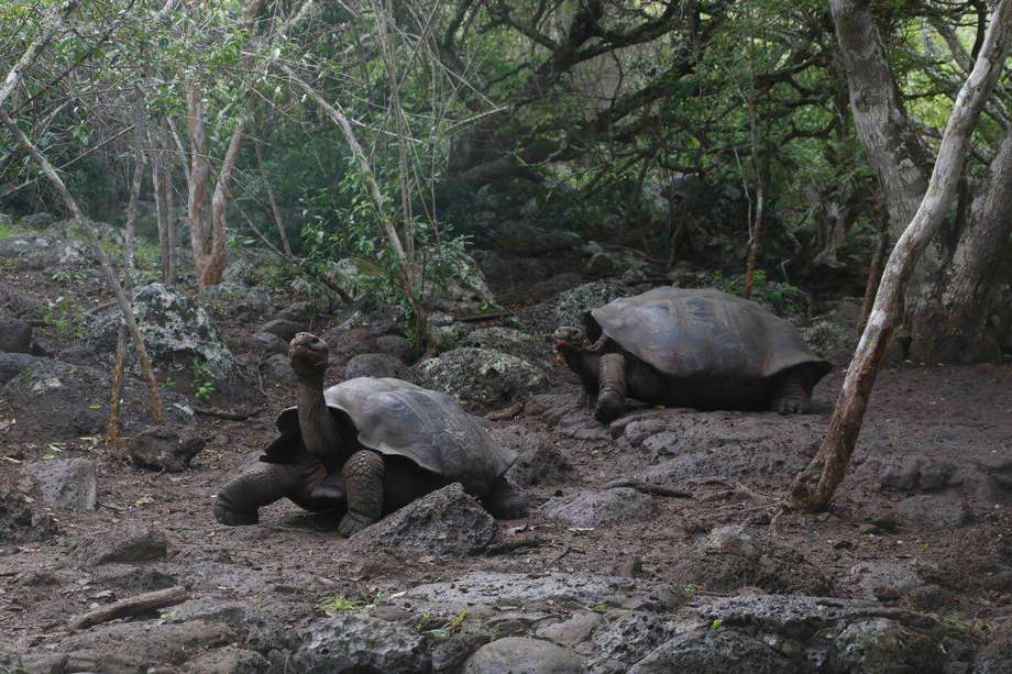 Tortugas en Galápagos, Ecuador.