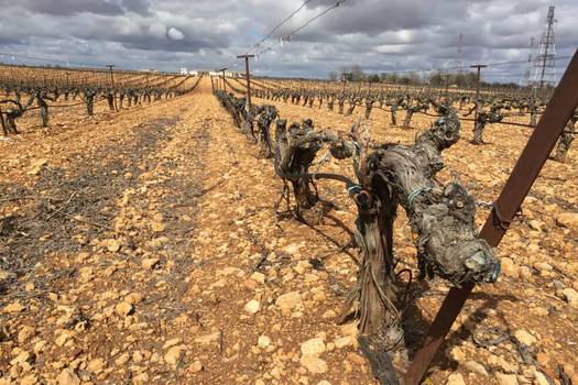 El duro entorno de Ribera del Duero engendra vinos de carácter inconfundible. / Cortesía 